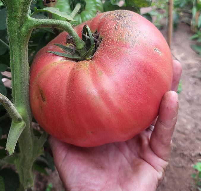 tomate rouge - Bretagne, France